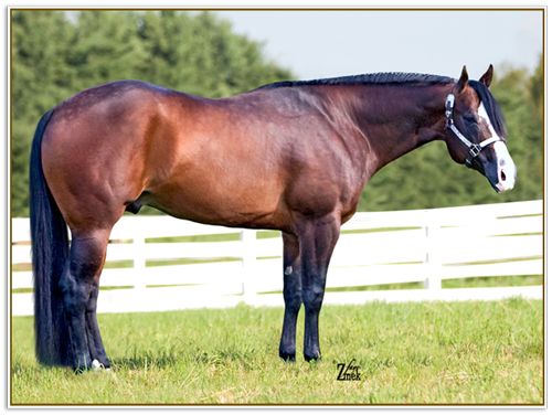 Lazy Loper = AQHA Western Pleasure Stallions